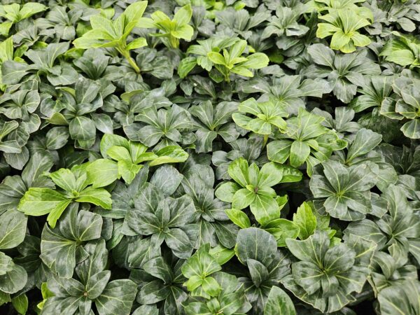 Pachysandra terminalis 'Green Sheen' | 60 Stücke