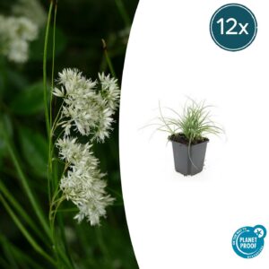 1636f02382e7455c8492a06bdaab85f29fedc4a882064580b122e7a99b4b86a8.jpg Luzula nivea | 12 Stücke