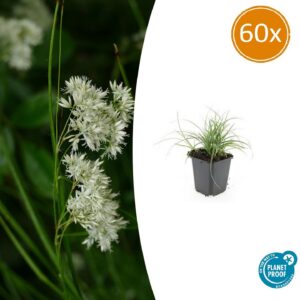 7fe89181b050472ca65aff78dd323310ec7162634fc34b48ab1d19a3a33d0118.jpg Luzula nivea | 60 Stücke
