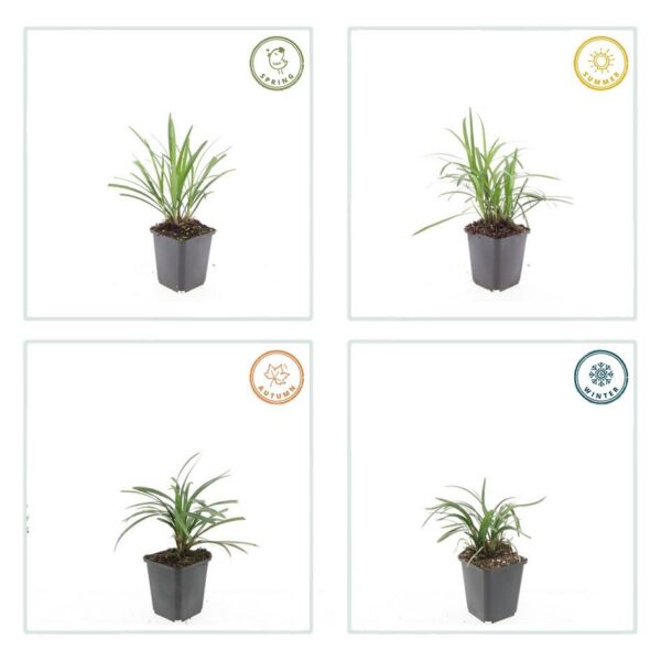 Liriope muscari 'Monroe White' | 6 Stücke