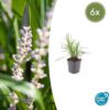 Liriope muscari 'Monroe White' | 6 Stücke