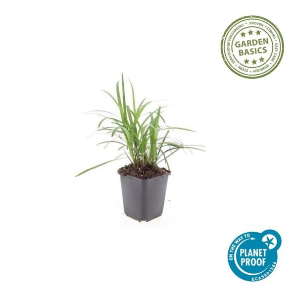 Liriope muscari 'Monroe White' | 6 Stücke