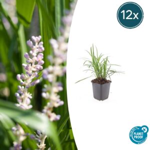 e2b7e4b8d45546b794689152996c8dae2eeb35bc802e419fbb27657c731d3fe2.jpg Liriope muscari 'Monroe White' | 12 Stücke