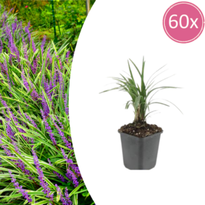 dba106dba42d4a54a4c2d2482e67a47e981dd24ea32c4fa0b087fcbb3f07d25b.png Liriope muscari 'Moneymaker' | 60 Stücke