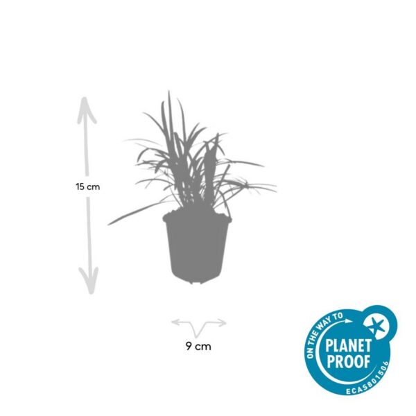 Liriope muscari 'Monroe White' | 60 Stücke