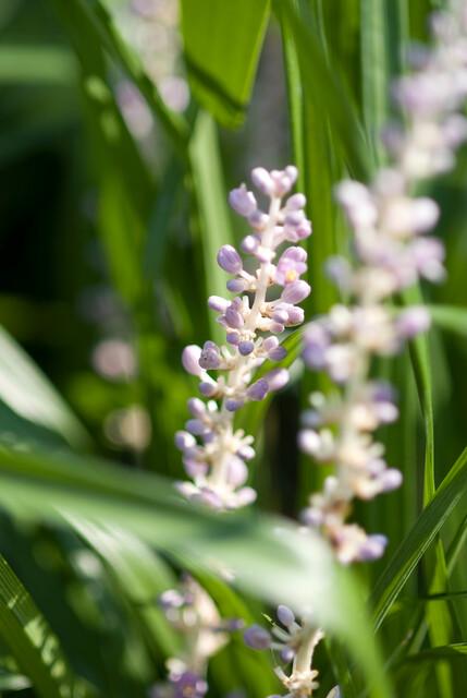 Liriope muscari 'Monroe White' | 60 Stücke