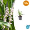 Liriope muscari 'Monroe White' | 60 Stücke