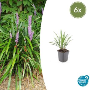 01c0abf5c5db48539078b262c57df0d0ac1428422ee746638a8f9ca1ce524ec7.jpg Liriope muscari 'Ingwersen' | 6 Stücke