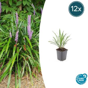 0503072be432403a8f2fb2e385982fe4988879b3085f4250a1c7f99783bfed48.jpg Liriope muscari 'Ingwersen' | 12 Stücke