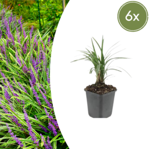 065b9b03b63040feba9090dcf0ab1c133fb07904acea4cacab0312318b4316be.png Liriope muscari 'Moneymaker' | 6 Stücke