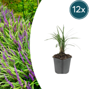 d8e083ca385544128fcaaceab4acea8134ab6cce37a348a5957bcfe0d76453aa.png Liriope muscari 'Moneymaker' | 12 Stücke