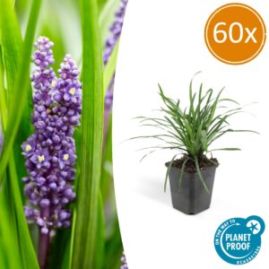 d08109ce11544c87977f8ce0d246a985e7fc70d87b814223a5987a31b6b1a7ed.jpg Liriope muscari 'Big Blue' | 60 Stücke