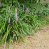 Liriope muscari 'Ingwersen' | 60 Stücke