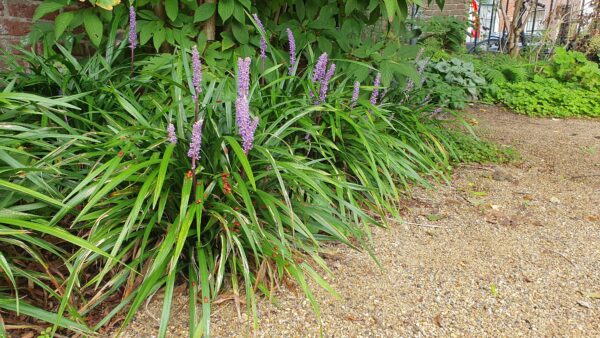 Liriope muscari 'Ingwersen' | 60 Stücke