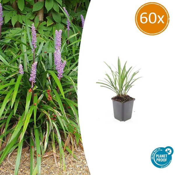 Liriope muscari 'Ingwersen' | 60 Stücke
