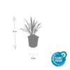 Liriope muscari 'Ingwersen' | 60 Stücke