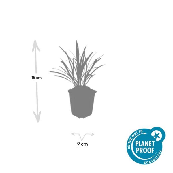 Liriope muscari 'Ingwersen' | 60 Stücke