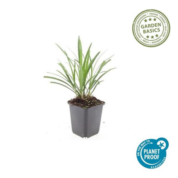 Liriope muscari 'Ingwersen' | 60 Stücke