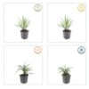 Liriope muscari 'Ingwersen' | 60 Stücke