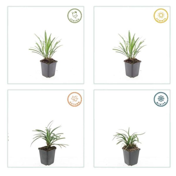 Liriope muscari 'Ingwersen' | 60 Stücke