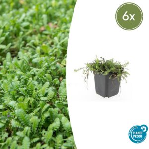 42c0d2d5e9a1417fb1b83a45637509be5c60fc3fb93341609feddbffcdc9af02.jpg Leptinella squalida | 6 Stücke