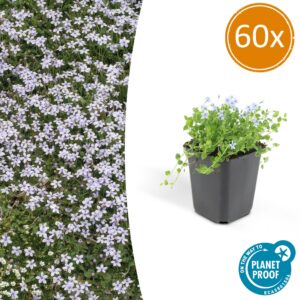 89b07c5499aa40cf8eafcd3b1ccf0fb7cff4297636a047dbaffc54f715db6913.jpg Isotoma fluviatilis | 60 Stücke