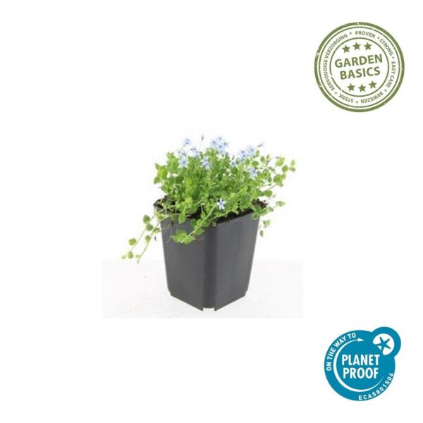 Isotoma fluviatilis 'Alba' | 60 Stücke