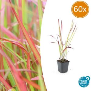 0038cfae0bb94bc0a9fe146d79d57a5f3a8050bf531c4039bab5a70fa412fdc9.jpg Imperata cylindrica 'Red Baron' | 60 Stücke
