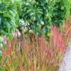Imperata cylindrica 'Red Baron' | 60 Stücke