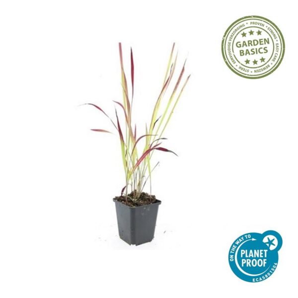 Imperata cylindrica 'Red Baron' | 60 Stücke