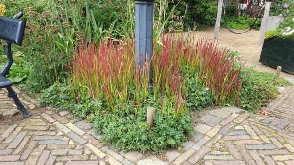 Imperata cylindrica 'Red Baron' | 12 Stücke