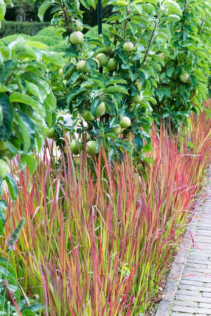 Imperata cylindrica 'Red Baron' | 12 Stücke