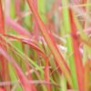 Imperata cylindrica 'Red Baron' | 12 Stücke