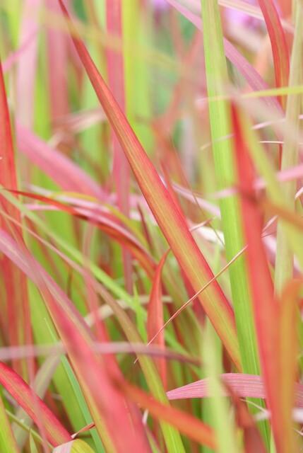 Imperata cylindrica 'Red Baron' | 12 Stücke