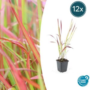 9891da2fe4b74c158a64c946f46ab424c0295a3fbee94ebbaf2767af56ce404a.jpg Imperata cylindrica 'Red Baron' | 12 Stücke