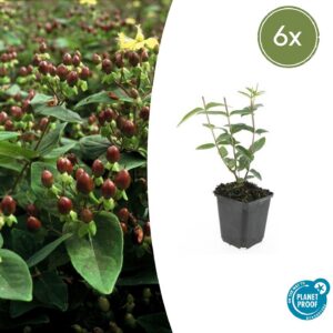 3f1082b73521454eacaf45865c90089c817b71b8d42c49d89ec2d6a227996ef9.jpg Hypericum inodorum | 6 Stücke