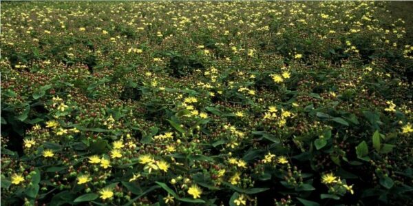 3182d5048dad437285386ee0f7510d71d1a11e0f1b8e486fa449645f42160321.jpg Hypericum inodorum | 60 Stücke