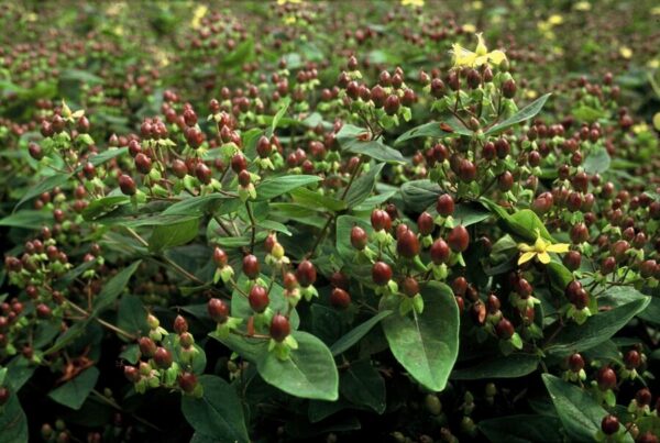 7471b8887faa4f06a7065c0d57f08668d499985451254324b95032b7606dd1e6.jpg Hypericum inodorum | 60 Stücke