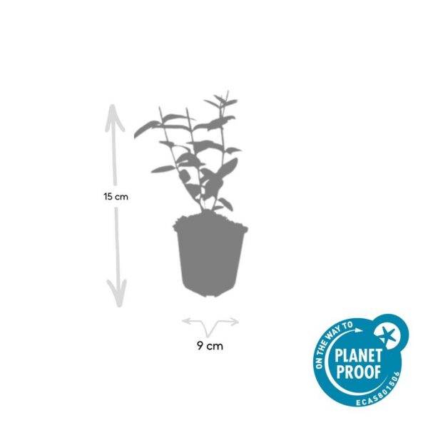 c589491e58e14571bef90caaa94feba514b1f4de30f443a780312d0482657afa.jpg Hypericum inodorum | 60 Stücke