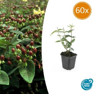 f41058253ca8441f8833e657b978b9883195c85ded394e47a726ae48bd5b0c85.jpg Hypericum inodorum | 60 Stücke