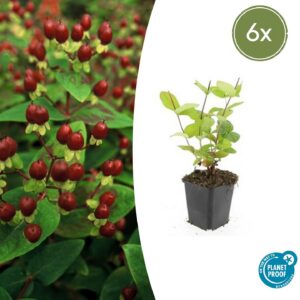 90b96a0fc8e34c9b96967df13aa81af593b224f1194d423ebca02c6f1084331c.jpg Hypericum inodorum 'Beauty' | 6 Stücke