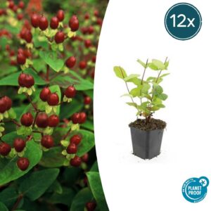 9a3dceafab0a4244bd6fbc8936d5677d08a7f0bddd2247b59133f618b1e54978.jpg Hypericum inodorum 'Beauty' | 12 Stücke