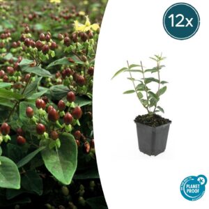 01998bd83fc042afa96ef3faee356bd9c54d8f0d58b841c5a4936bbf139489ba.jpg Hypericum inodorum 'Rheingold' | 12 Stücke