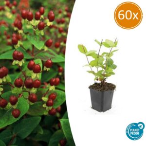 6070a23a1c294878ae154df6da2a2d87405b80db75aa4cbeb13d98dbb18fcf26.jpg Hypericum inodorum 'Beauty' | 60 Stücke