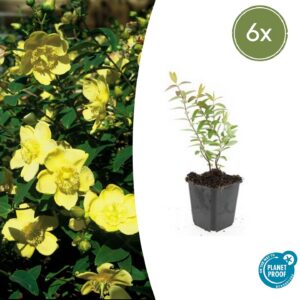 281786937cb14ec9a006822a2589586c57035ea053004ae0916a5516d715dc13.jpg Hypericum 'Hidcote' | 6 Stücke