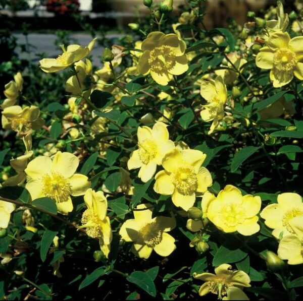 c57577dbed944ebab3a053916b4658b119c21eba8f8d49f989f9a0c72412b7f0.jpg Hypericum 'Hidcote' | 6 Stücke