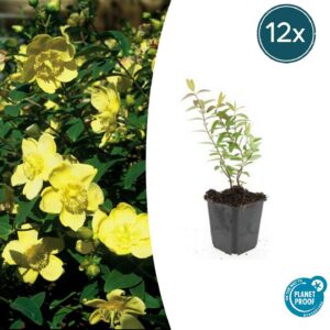 082825d31c194e63aa9feae19bc9f015baa16a6de5fc490e8125c842485f9e74.jpg Hypericum 'Hidcote' | 12 Stücke