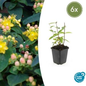 02191ec2be98418b86330870ce36db12de3497342ceb41d28e867a925e04027c.jpg Hypericum inodorum 'Annebel' | 6 Stücke