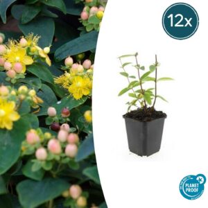 eea937a97879406c80ed72c42161945872af7770743a4e4190087305374f2711.jpg Hypericum inodorum 'Annebel' | 12 Stücke