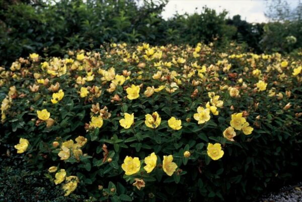 Hypericum dummeri 'Peter Dummer' | 60 Stücke